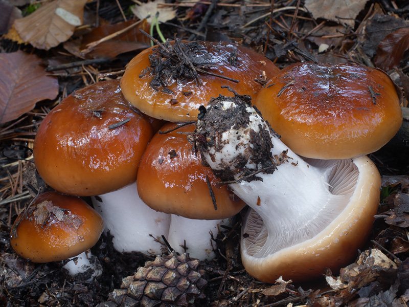 Cortinarius mucosus Cortinarius mucosus